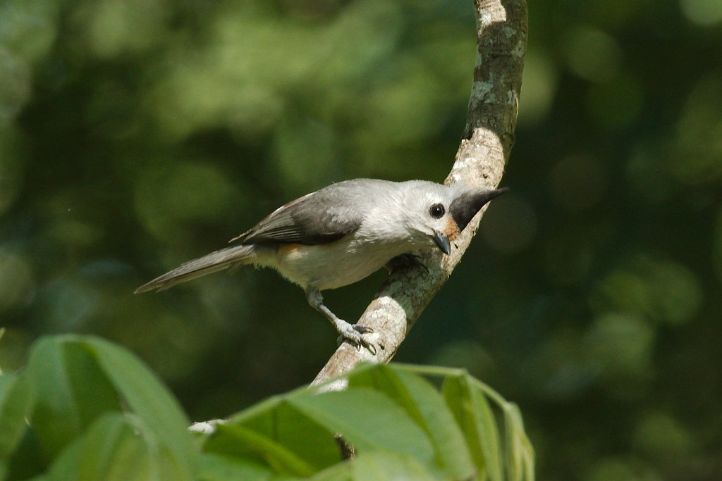 Hybrid Titmouse 2015-04-25.jpg